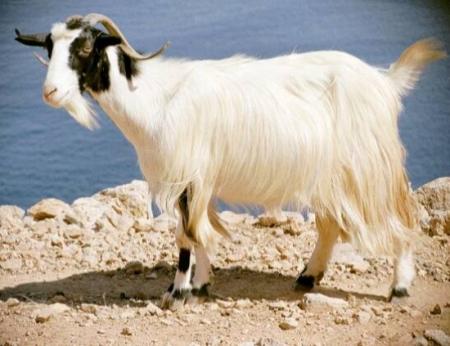 chevre